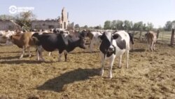 "146 миллионов убытков": украинские фермеры показывают, что война сделала с их хозяйствами  "146 миллионов убытков": украинские фермеры показывают, что война сделала с их хозяйствами