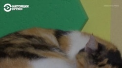 "Большую часть котов из Херсонщины уже забрали в семьи": как спасают и ищут новых хозяев животным из областей Украины, где идет война "Большую часть котов из Херсонщины уже забрали в семьи": как спасают и ищут новых хозяев животным из областей Украины, где идет война