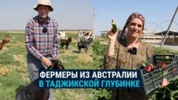 Семья фермеров из Австралии обосновалась в Таджикистане: держат скот, делают сыр и внедряют новые технологии Семья фермеров из Австралии обосновалась в Таджикистане: держат скот, делают сыр и внедряют новые технологии