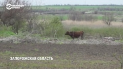 Как работают украинские фермеры на оккупированных РФ территориях и около линии фронта Как работают украинские фермеры на оккупированных РФ территориях и около линии фронта