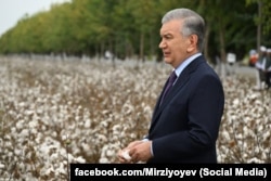Президент Узбекистана Шавкат Мирзиеев на хлопковом поле