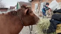 "Пойдем, там воды полным-полно, целая речка!" Спецоперация волонтеров по эвакуации из Бахмута коровы "Пойдем, там воды полным-полно, целая речка!" Спецоперация волонтеров по эвакуации из Бахмута коровы