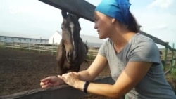 Человек на карте: кто и зачем продает навоз Человек на карте: кто и зачем продает навоз