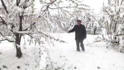 Апрельские снегопады уничтожили будущий урожай фруктов в Таджикистане Апрельские снегопады уничтожили будущий урожай фруктов в Таджикистане