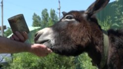 Сначала осел, потом сын: Александр Тимонов много лет борется с милицейским произволом Сначала осел, потом сын: Александр Тимонов много лет борется с милицейским произволом