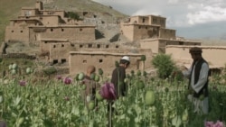 Лайла у моста: как победить наркоманию в стране, где героин дешевле хлеба Лайла у моста: как победить наркоманию в стране, где героин дешевле хлеба