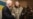 Порошенко приехал на Новый год в Донбасс вместе с американскими сенаторами