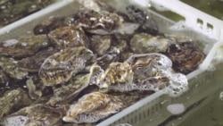 Бизнес-план: могут ли устрицы быть стрит-фудом Бизнес-план: могут ли устрицы быть стрит-фудом