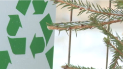 В Петербурге придумали, как утилизировать новогодние елки В Петербурге придумали, как утилизировать новогодние елки