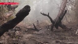 В Латвии уже неделю горят леса, страна просит помощи у Евросоюза В Латвии уже неделю горят леса, страна просит помощи у Евросоюза